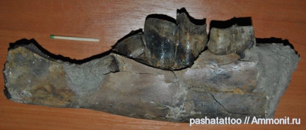 носороги, Chilotherium, хилотерии