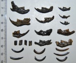 Челюсти и зубы полёвок(Arvicolinae)