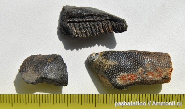 палеоген, рыбы, химеры, fish