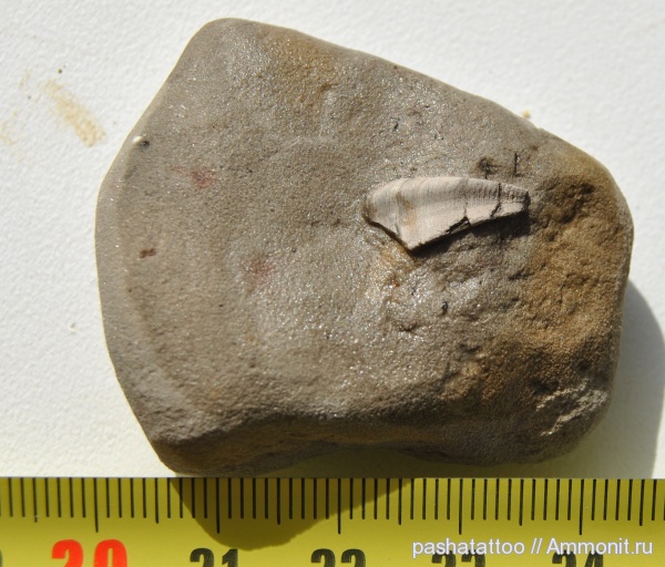 карбон, рыбы, Platyxystrodus, fish