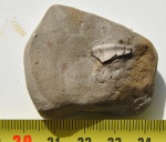 Platyxystrodus Platyxystrodus