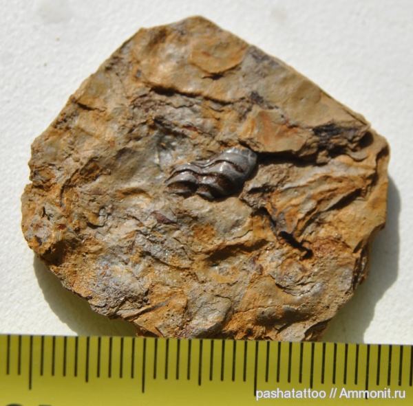 карбон, рыбы, Poecilodus, fish