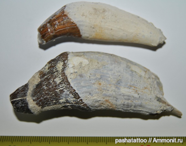 млекопитающие, китообразные, Basilosauridae, Basilosaurus