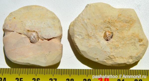 рыбы, зубы, Deltodus, Deltodus concha, fish, teeth