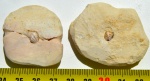 Deltodus concha (Trautschold 1874)