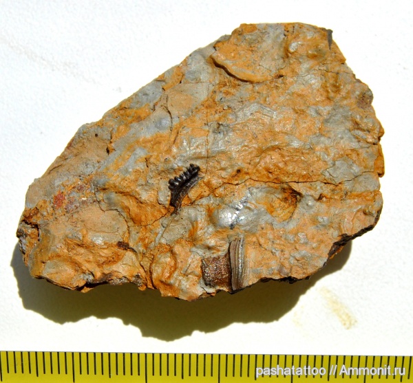 рыбы, Petalodontiformes, Harpacodus, Petalorhynchus, fish