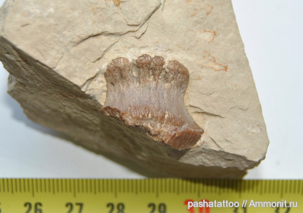 рыбы, Polyrhizodus, Polyrhizodus concavus, fish