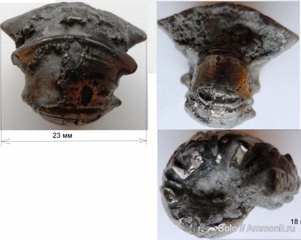 Cheloniceras