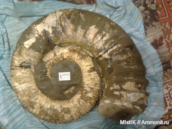 мел, Ammonitoceras, Адыгея, Cretaceous