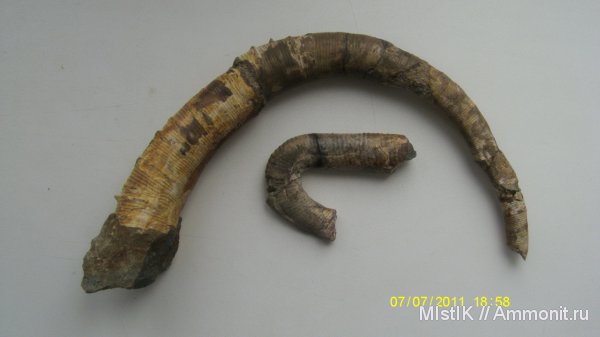 аммониты, гетероморфные аммониты, Адыгея, Ammonites, Hamulina asteriana, Pseudocrioceratites, heteromorph ammonites