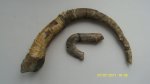 гетероморфные аммониты,сверху Рseudocrioceratites pseudoelegans? а внизу Hamulina asteriana?