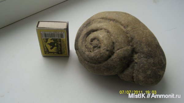 брюхоногие моллюски, Адыгея, Platyshisma helicodes