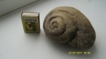 похожа на Platyshisma helicodes