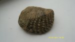 Quadratotrigonia