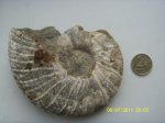 аммонит Eogaudryceras или Anagaudryceras