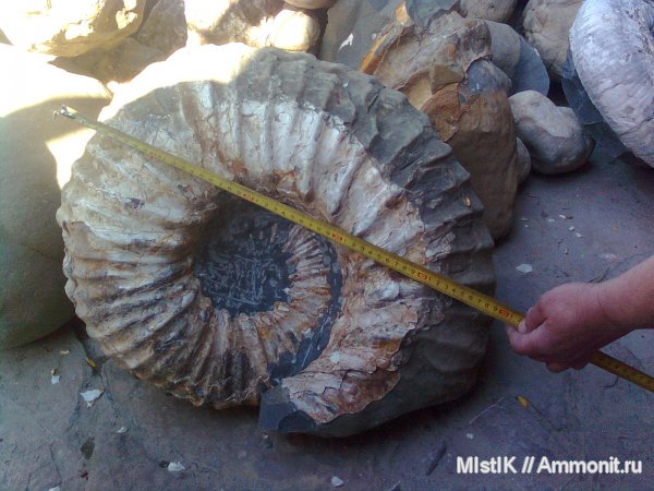 мел, Epicheloniceras, Адыгея, Cretaceous