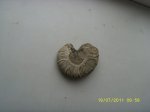 Puzosia?