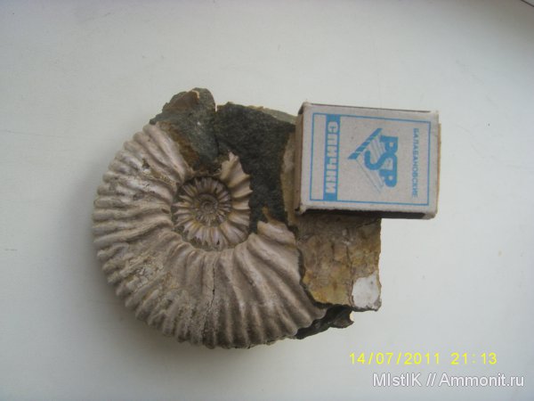 мел, Адыгея, Acanthohoplites, Cretaceous
