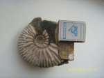аммонит Acanthohoplites