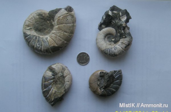 Eogaudryceras, Gaudryceratidae, Lytoceratina