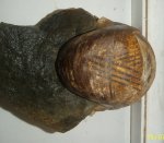 наутилус Eucymatoceras plicatum