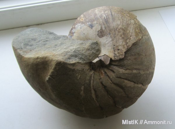 мел, наутилусы, Адыгея, Eucymatoceras, Eucymatoceras plicatum, Cretaceous