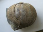 наутилус Eucymatoceras  Plicatum
