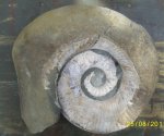 Ammonitoceras