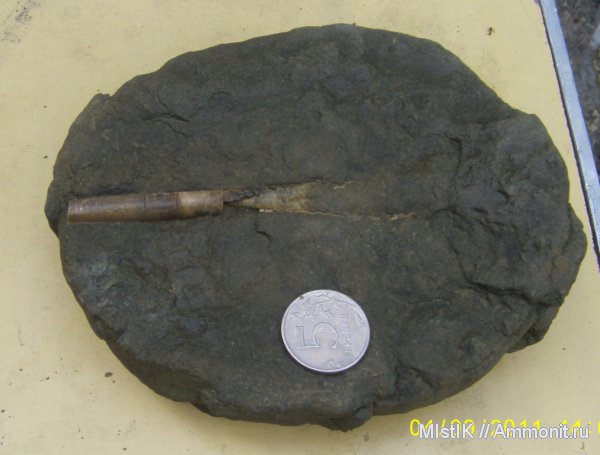 белемниты, фрагмоконы, belemnites, phragmocones