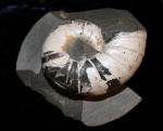 Аммонит Eogaudryceras duvali