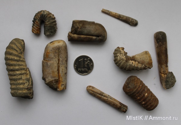 мел, гетероморфные аммониты, Адыгея, Ptychoceras, Cretaceous, heteromorph ammonites
