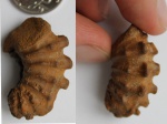 Schloenbachia?