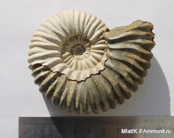 мел, Адыгея, Acanthohoplites, Acanthohoplites bigoureti, Cretaceous