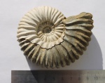 аммонит Acanthohoplites bigoureti