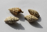 гастроподы Dorsanum