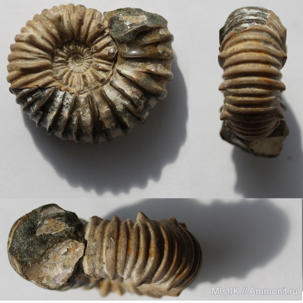 мел, апт, Адыгея, Acanthohoplites, Acanthohoplites bigoureti, Aptian, Cretaceous