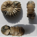 Аммонит Acanthohoplites bigoureti