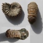 Аммонит Acanthohoplites bergeroni