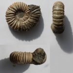 Неопределенный Acanthohoplites