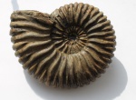 Аммонит Colombiceras tobleri