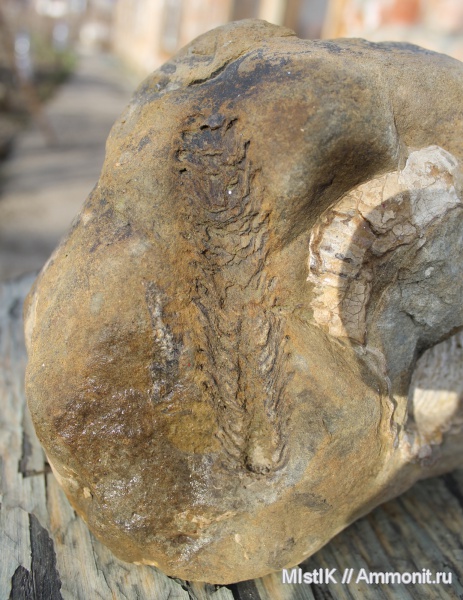 мел, апт, шишки, Адыгея, Pityostrobus, Aptian, Cretaceous