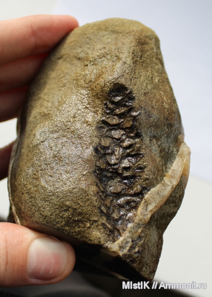 мел, апт, шишки, Адыгея, Pityostrobus, Aptian, Cretaceous