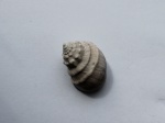 Гастропода семейства Trochidae