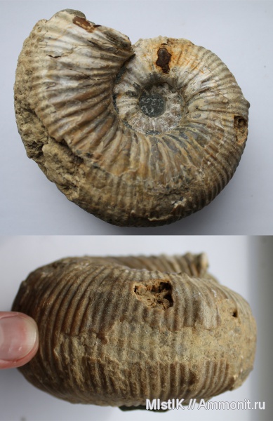мел, апт, Epicheloniceras, Адыгея, Douvilleiceratidae, Epicheloniceras waageni, Aptian, Cretaceous