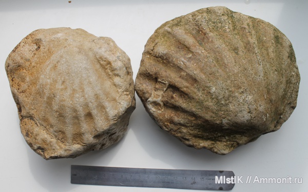 мел, Cretaceous