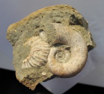 Два брата из банки. Lytoceras и Acanthohoplites