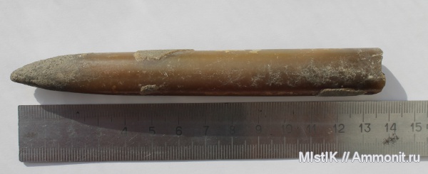 Михайлов, Cylindroteuthis