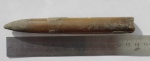 Cylindroteuthis