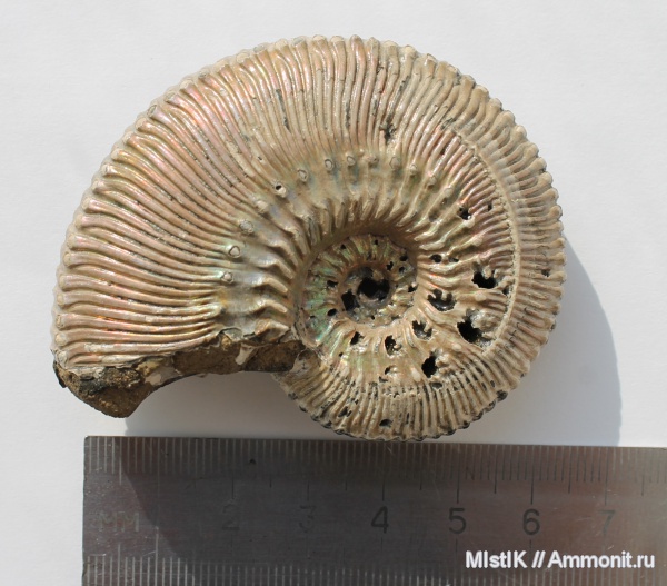 Михайлов, Kosmoceras, Kosmoceras proniae