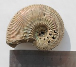 Аммонит Kosmoceras proniae